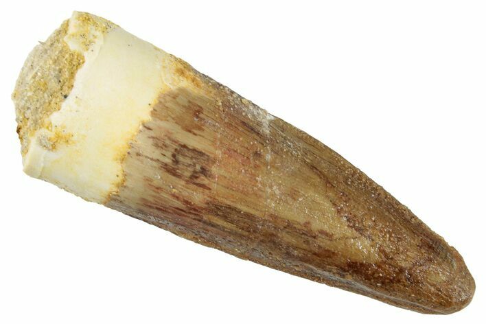 Fossil Spinosaurus Tooth - Real Dinosaur Tooth #268349